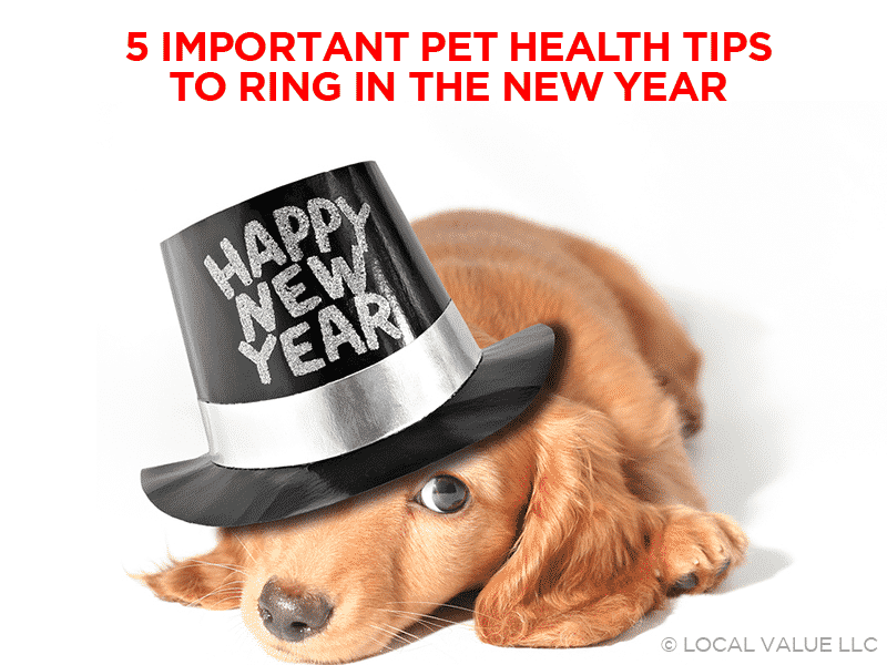 Read more about the article 5 Important Pet Health Tips to Ring In The New Year