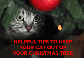 Helpful Tips to Keep Your Cat Out of Your Christmas Tree