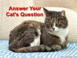 Read more about the article Don’t Forget To Answer Your Cat’s Questions