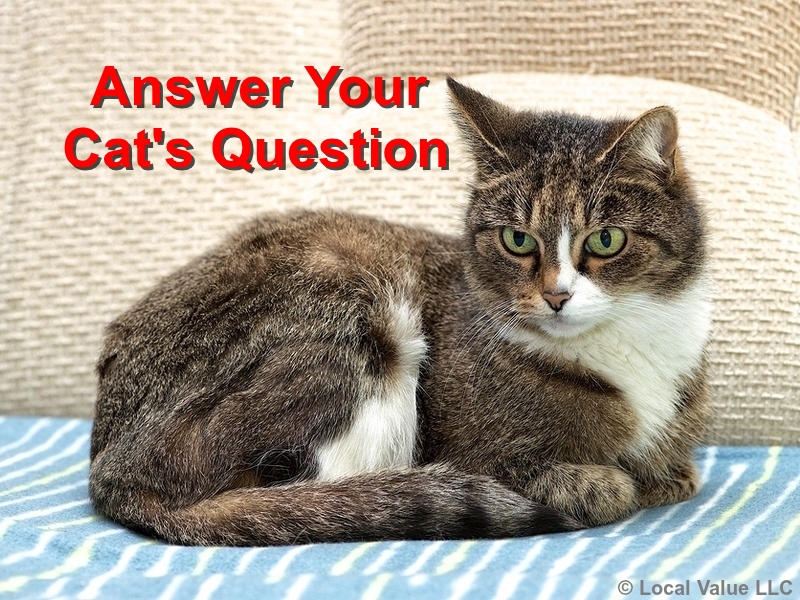 Read more about the article Don’t Forget To Answer Your Cat’s Questions