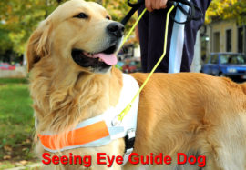Seeing Eye Guide Dog Annaversary