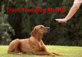 This is National Train Your Dog Month