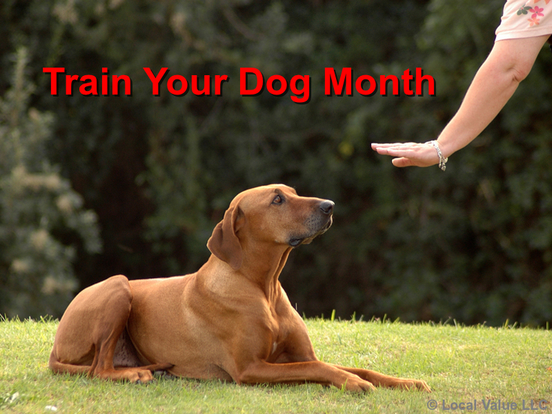 Read more about the article This is National Train Your Dog Month