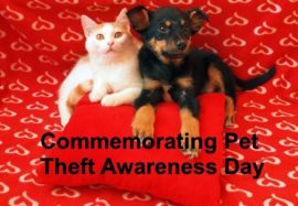 Just How Safe is Your Pet?
