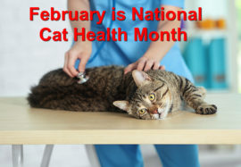 February is National Cat Health Month