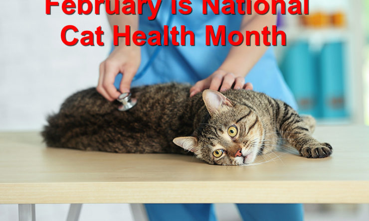 February is National Cat Health Month