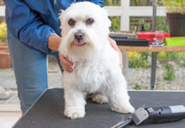 Common Mistakes in Home Pet Grooming