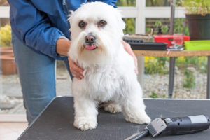 Read more about the article Common  Mistakes  in Home  Pet Grooming