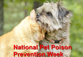 Commemorating the National Pet Poison Prevention Week