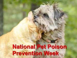 Read more about the article Commemorating the National Pet Poison Prevention Week