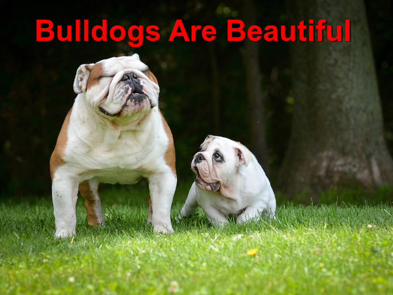 You are currently viewing Bulldogs Are Beautiful