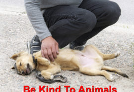 Be Kind To Animals