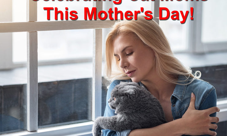 Celebrating Cat Moms This Mother’s Day!