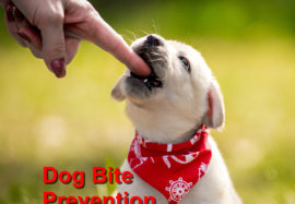 Dog Bite Prevention