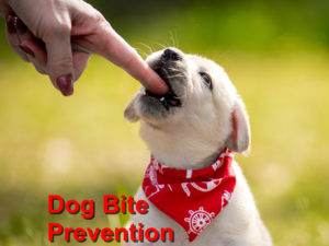 Read more about the article Dog Bite Prevention