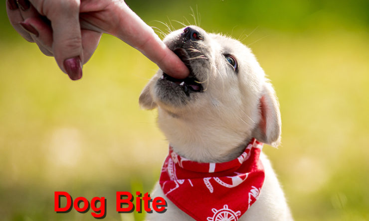 Dog Bite Prevention
