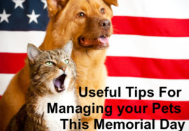 Useful Tips for Managing your Pets This Memorial Day