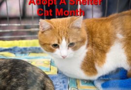 Adopt A Shelter Cat Month