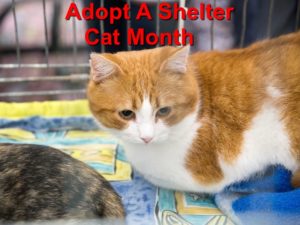 Read more about the article Adopt A Shelter Cat Month