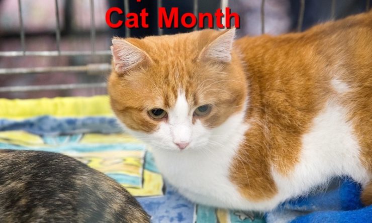 Adopt A Shelter Cat Month