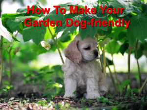 Read more about the article How to Make your Garden Dog-friendly