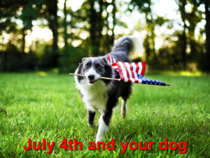Read more about the article July 4th and your dog
