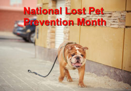 National Lost Pet Prevention Month