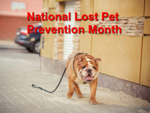 Read more about the article National Lost Pet Prevention Month