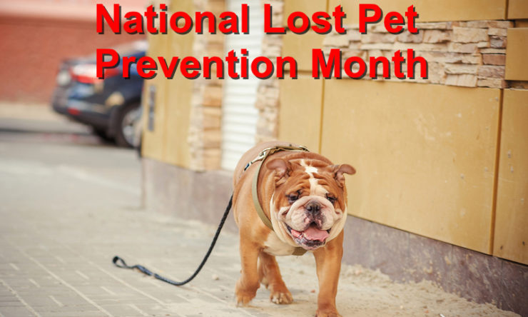 National Lost Pet Prevention Month