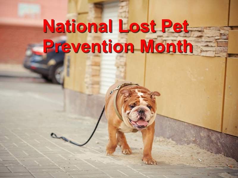 Read more about the article National Lost Pet Prevention Month