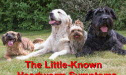 The Little-Known Heartworm Symptoms
