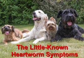 The Little-Known Heartworm Symptoms