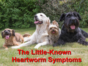 Read more about the article The Little-Known Heartworm Symptoms