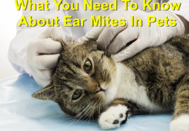 What You Need to Know about Ear Mites in Pets