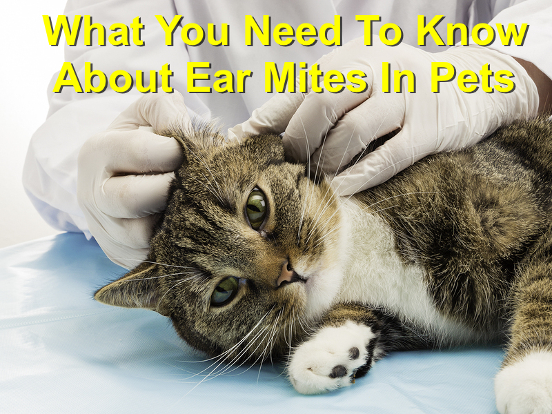 What You Need to Know about Ear Mites in Pets - Local Value Veterinary