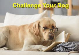 The Best Ways to Challenge your Dog’s Mind