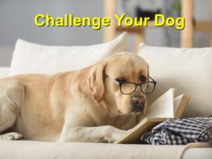 Read more about the article The Best Ways to Challenge your Dog’s Mind