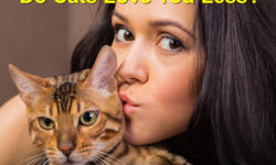 Do Cats Love Their Owners Less? Debunking the Myth