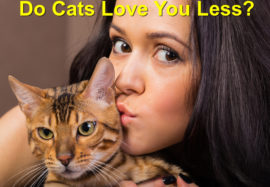 Do Cats Love Their Owners Less? Debunking the Myth