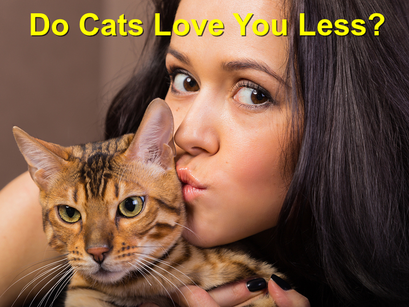 Read more about the article Do Cats Love Their Owners Less? Debunking the Myth