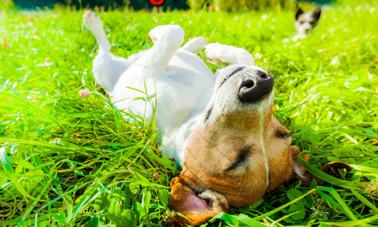 Do Dogs Dream? A Comprehensive Analysis