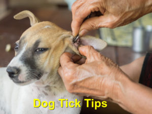 Read more about the article Dog Tick Tips that a Dog Owner Should Know About