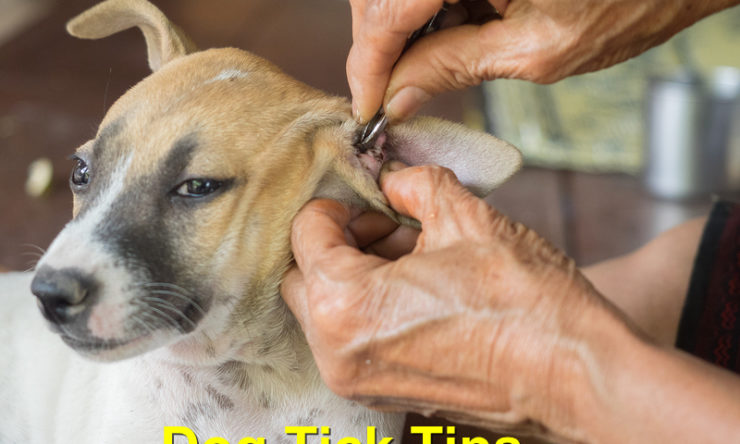 Dog Tick Tips that a Dog Owner Should Know About