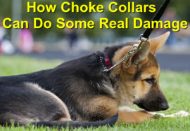 How Choke Collars Can Do Some Real Damage to Your Canine Friend