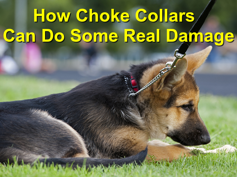 How Choke Collars Can Do Some Real Damage to Your Canine Friend Local Value Veterinary