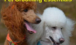 Pet Grooming Essentials: Keeping him in Tip-Top Health