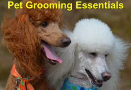 Pet Grooming Essentials: Keeping him in Tip-Top Health
