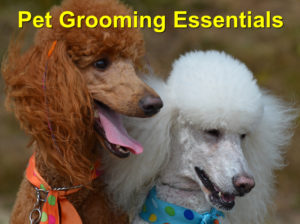 Read more about the article Pet Grooming Essentials: Keeping him in Tip-Top Health