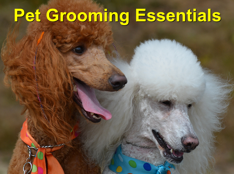You are currently viewing Pet Grooming Essentials: Keeping him in Tip-Top Health
