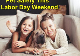 Pet Safety: Top This Labor Day Weekend Tips
